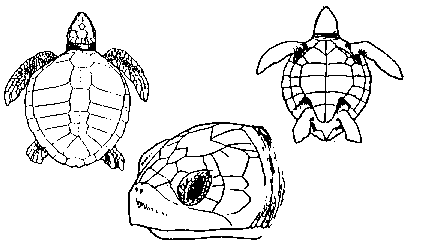 carapaa