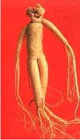 Raiz de ginseng