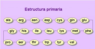 Estrutura prim&aacute;ria