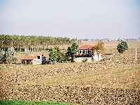 Francolino