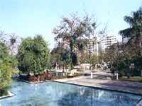 Amparo