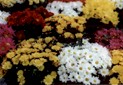 feira3a.jpg (7467 bytes)
