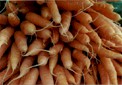 feira5a.jpg (6611 bytes)