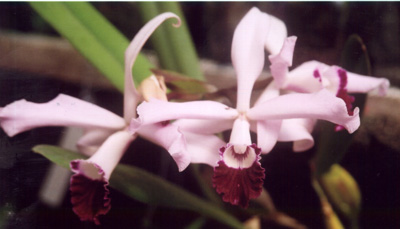L. pilcherii
