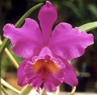 Blc. Castle Emperor 