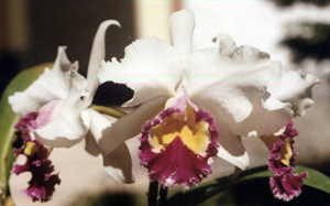Blc. Castle Princess