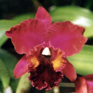 Blc. Oconee "Mendenhall"
