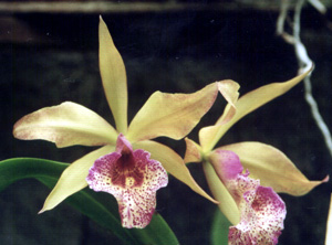 Blc. Keowee "Wings of Fire"