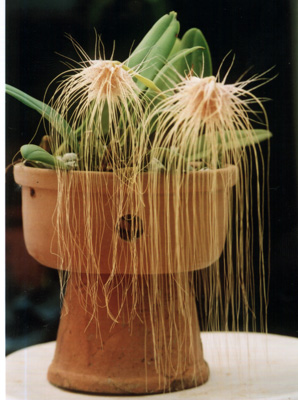 bulb_medusae