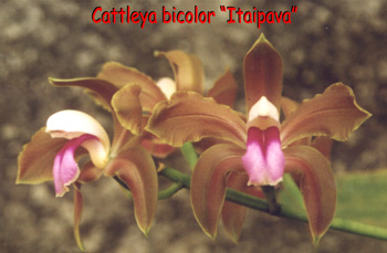 C. bicolor "Itaipava"