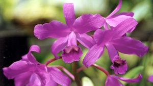 C. bowringeana