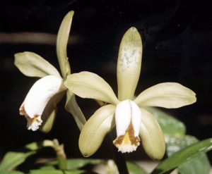 C. forbesii "Magna"