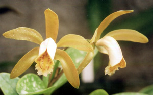 C. forbesii amarela "Bom Jardim"