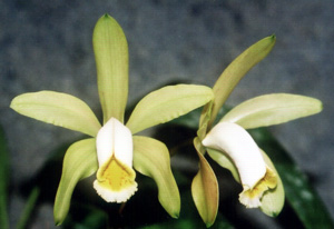 C. forbesii "CBV"