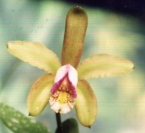 C. forbesii orlata "Gabriel Poubel"