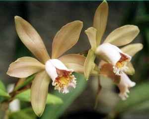 C. forbesii "QL"