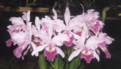 C. gigas