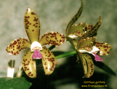 Cattleya guttata 