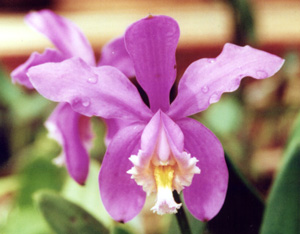 C. harrisoniana