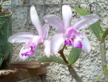 C. intermedia