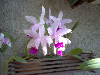 C. intermedia