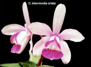 C. intermedia