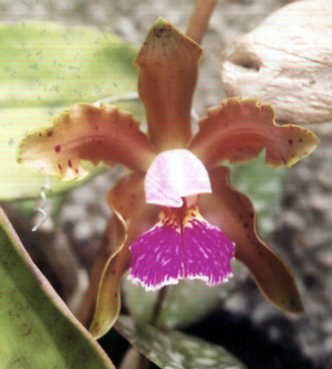 C. kerchoveana