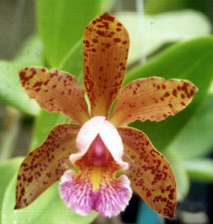 C. Malu Poubel "2"