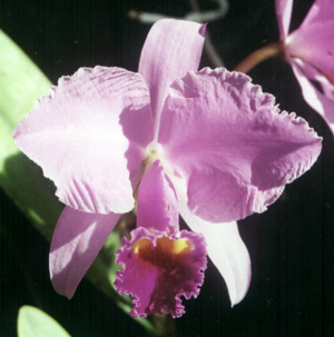 C. trianae "Mariposa x Binot"
