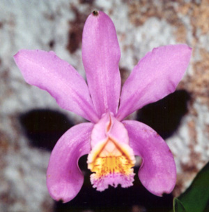 C. venosa "Escura"