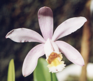 C. venosa "Clarinha"
