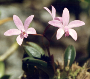 L. duvenii