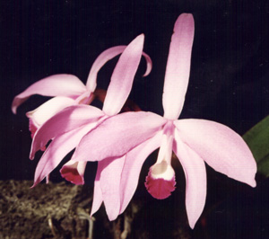 L. perrinii tipo