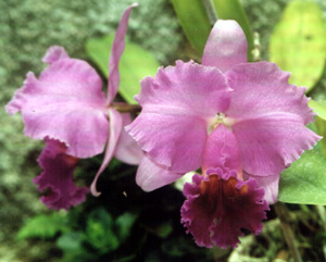 Lc. California Dreaming x Culminant "La Tuillerie"