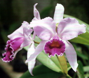 Lc. Irene Finney x Canhamiana coerulea