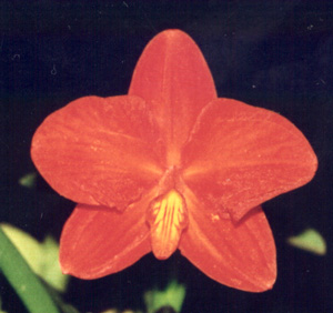 Soph. coccinea