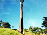 pocinhos do rio verde - minas