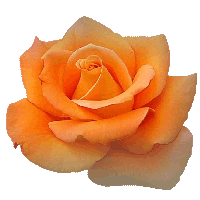 Uma linda rosa laranja...