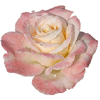 Lindssima rosa para voc baixar...