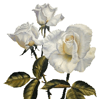 Belas rosas brancas...