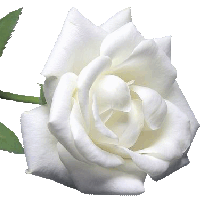 Maravilhosa rosa branca!
