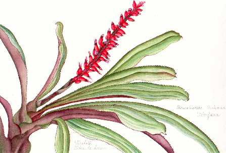 Bromeliaceae Aechmea