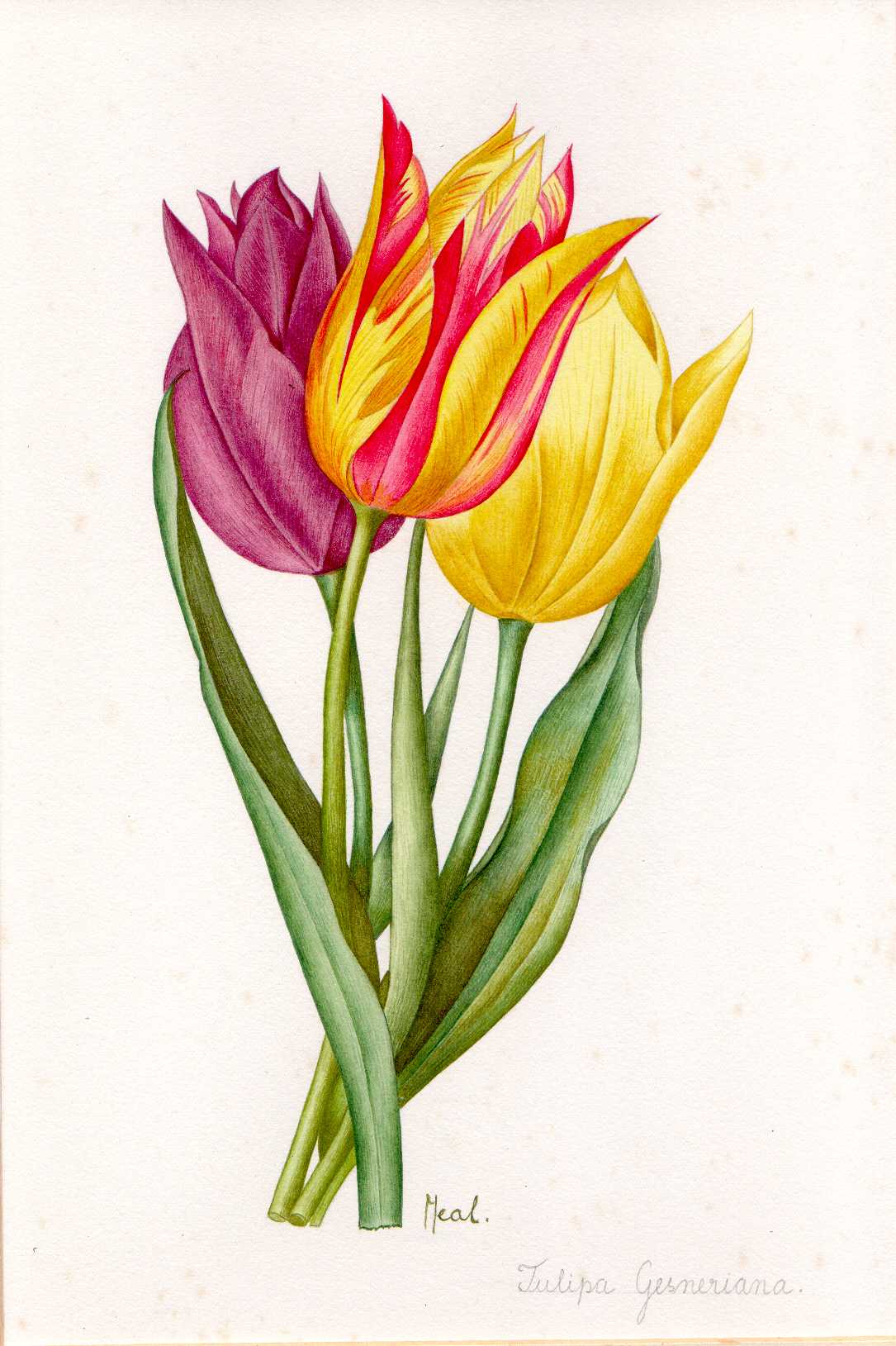 Tulipas Gesnarianas