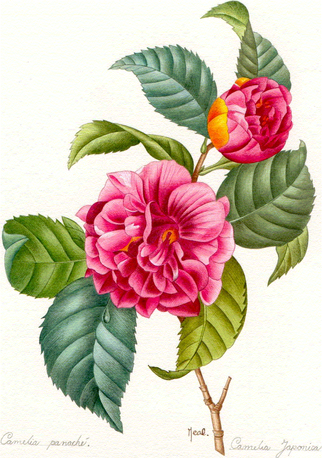 Camelia Panach