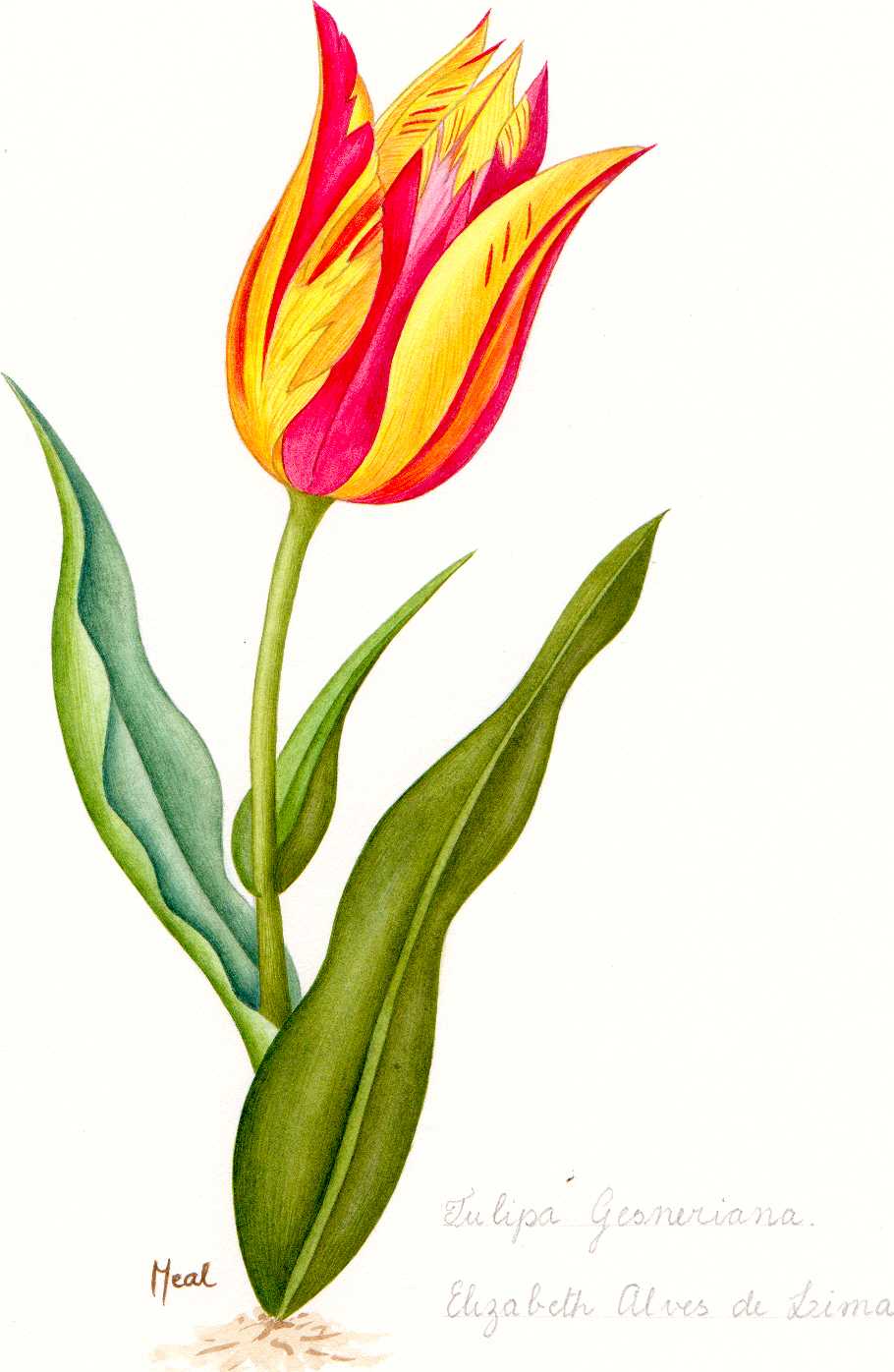 Tulipe Gesnariana