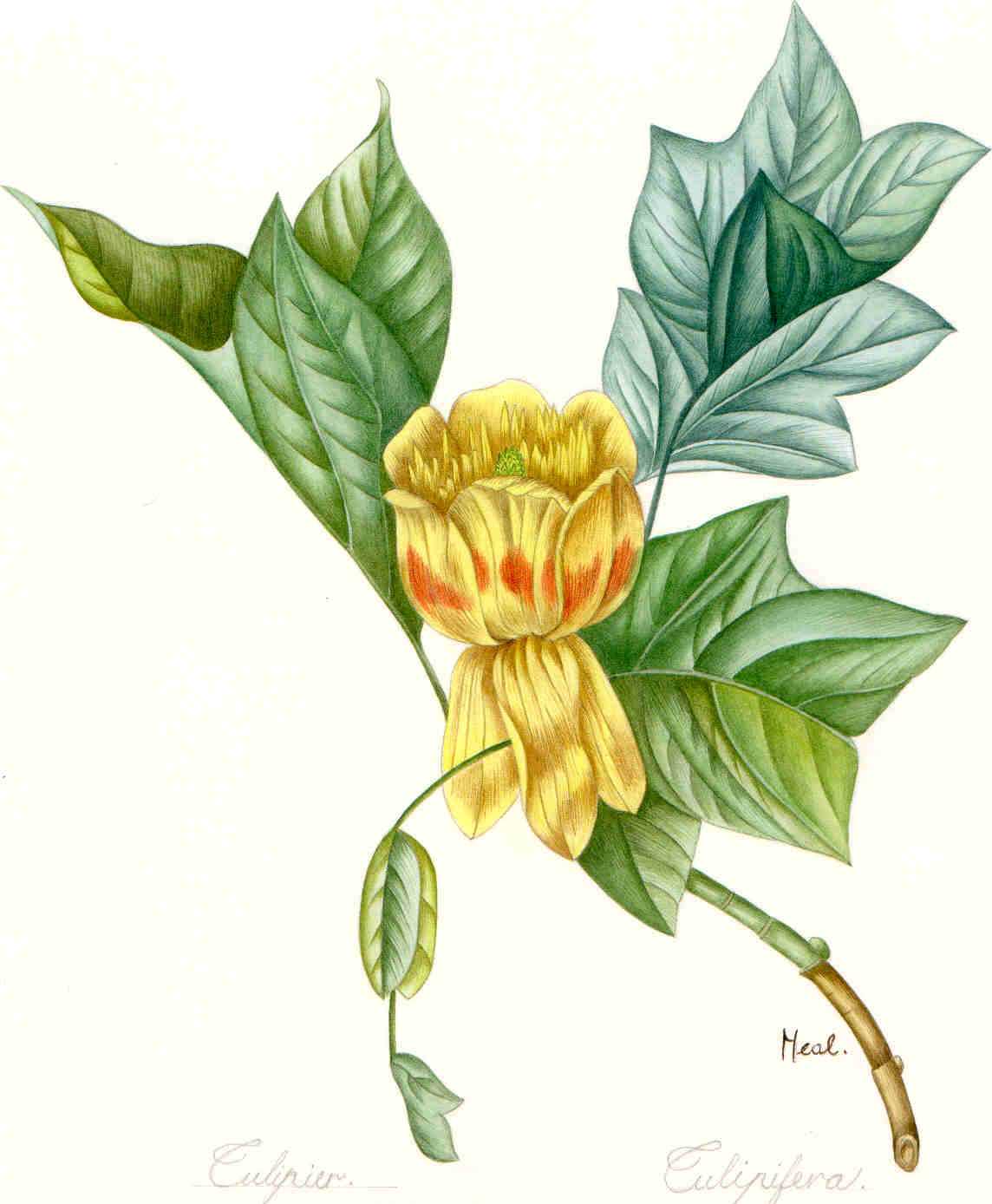 Tulipier Tulipifera