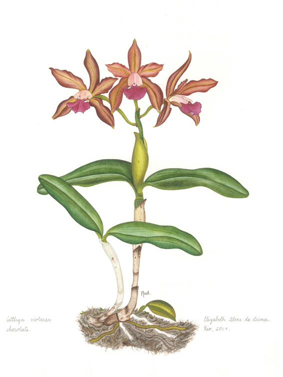 Cattlaia Violacea