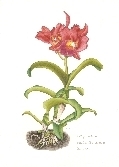 Cattleya hibrida