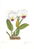 Cattleya branca