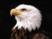 guia americana